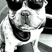 Blu a rejoint le concours — aidez-le/la à gagner de superbes lots ! dog, french_bulldog, sunglasses, headphones, black_and_white, pet, animal, chair, portrait, close_up, reflection, indoor, cool, seated, cute, fashion, accessory, canine, companion, relaxed