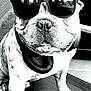 dog, french_bulldog, sunglasses, headphones, black_and_white, pet, animal, chair, portrait, close_up, reflection, indoor, cool, seated, cute, fashion, accessory, canine, companion, relaxed
