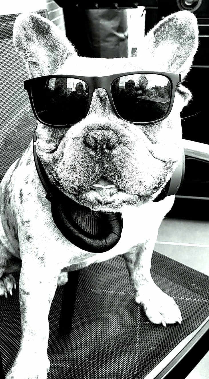Blu a rejoint le concours — aidez-le/la à gagner de superbes lots ! dog, french_bulldog, sunglasses, headphones, black_and_white, pet, animal, chair, portrait, close_up, reflection, indoor, cool, seated, cute, fashion, accessory, canine, companion, relaxed