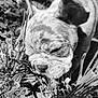 puppy, dog, close_up, black_and_white, outdoor, plants, nature, nose, face, young_animal, curious, sniffing, grass, earth, animal, pet, young_dog, fur, ears, small