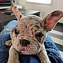 puppy, dog, close_up, indoor, pet, ears, lap, resting, cute, animal, young, spotted, furry, whiskers, nose, eyes, fur, person, jeans, home