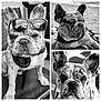 french_bulldog, dog, black_and_white, sunglasses, headphones, pet, outdoor, close_up, portrait, animal, ears, face, sand, relaxed, collage, cute, expression, companion, pet_accessory, canine