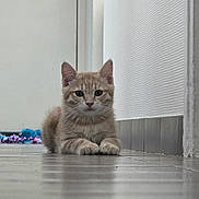 Billy a rejoint le concours — aidez-le/la à gagner de superbes lots ! kitten, cat, ginger_cat, pet, animal, floor, tile_floor, hallway, toy, curious, lying_down, indoor, whiskers, ears, paws, feline, young_cat, close_up, looking, domestic_cat