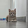 kitten, cat, ginger_cat, pet, animal, floor, tile_floor, hallway, toy, curious, lying_down, indoor, whiskers, ears, paws, feline, young_cat, close_up, looking, domestic_cat