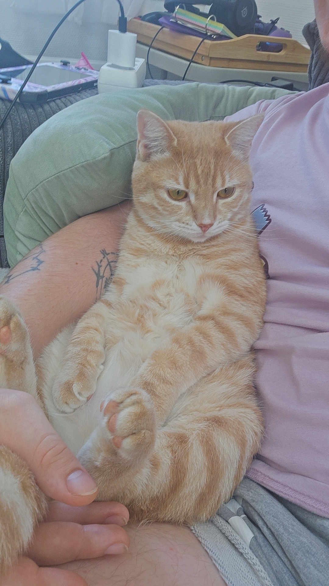 Billy a rejoint le concours — aidez-le/la à gagner de superbes lots ! cat, orange_tabby, pet, indoor, relaxed, person, hand, tattoo, cushion, clothing, sitting, feline, cute, domestic_animal, fur, whiskers, nail, paw, resting, casual