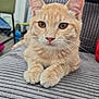 Billy participe au concours pour gagner de l'argent avec cette photo : cat, orange_tabby, feline, indoor, close_up, pet, whiskers, ears, paws, fur, relaxed, looking, texture, gray_surface, home, domestic, animal, cute, young_cat, resting