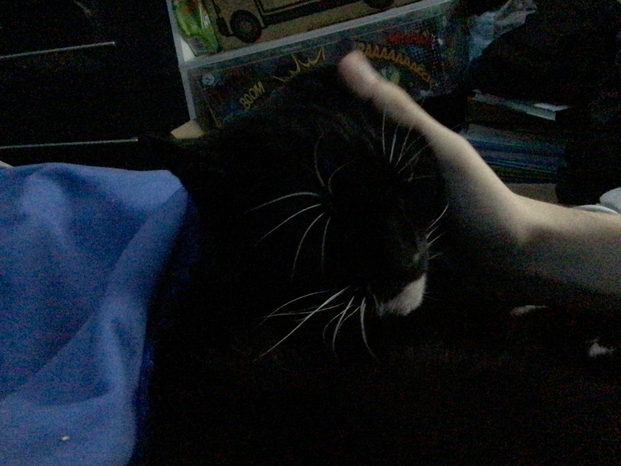 Pig joined the competition — help win amazing prizes! carnivore, cat, claw, comfort, elbow, felidae, flesh, flooring, foot, fur, human_leg, nail, paw, small_to_medium_sized_cats, snout, terrestrial_animal, whiskers, windshield