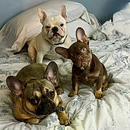Chunk Rose And Lily is registered to the contest to win money with this photo: dogs, french_bulldogs, pets, three_dogs, animal_portrait, bed, bedroom, bedding, blanket, pillow, sitting, lying_down, standing, ears, wrinkles, collar, indoor, cute, surprised_expression, sleepy