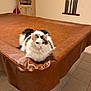 cat, fluffy, pool_table, leather, indoor, furniture, tile_floor, cabinet, pool_cues, pet, animal, white, gray, resting, room, corner, domestic, cute, relaxed, fur
