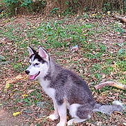 Jackson participe au concours pour gagner de l'argent avec cette photo : dog, puppy, siberian_husky, animal, pet, outdoor, grass, leaves, nature, young_dog, canine, fur, tail, ears, sitting, happy, tongue_out, daytime, playful, ground