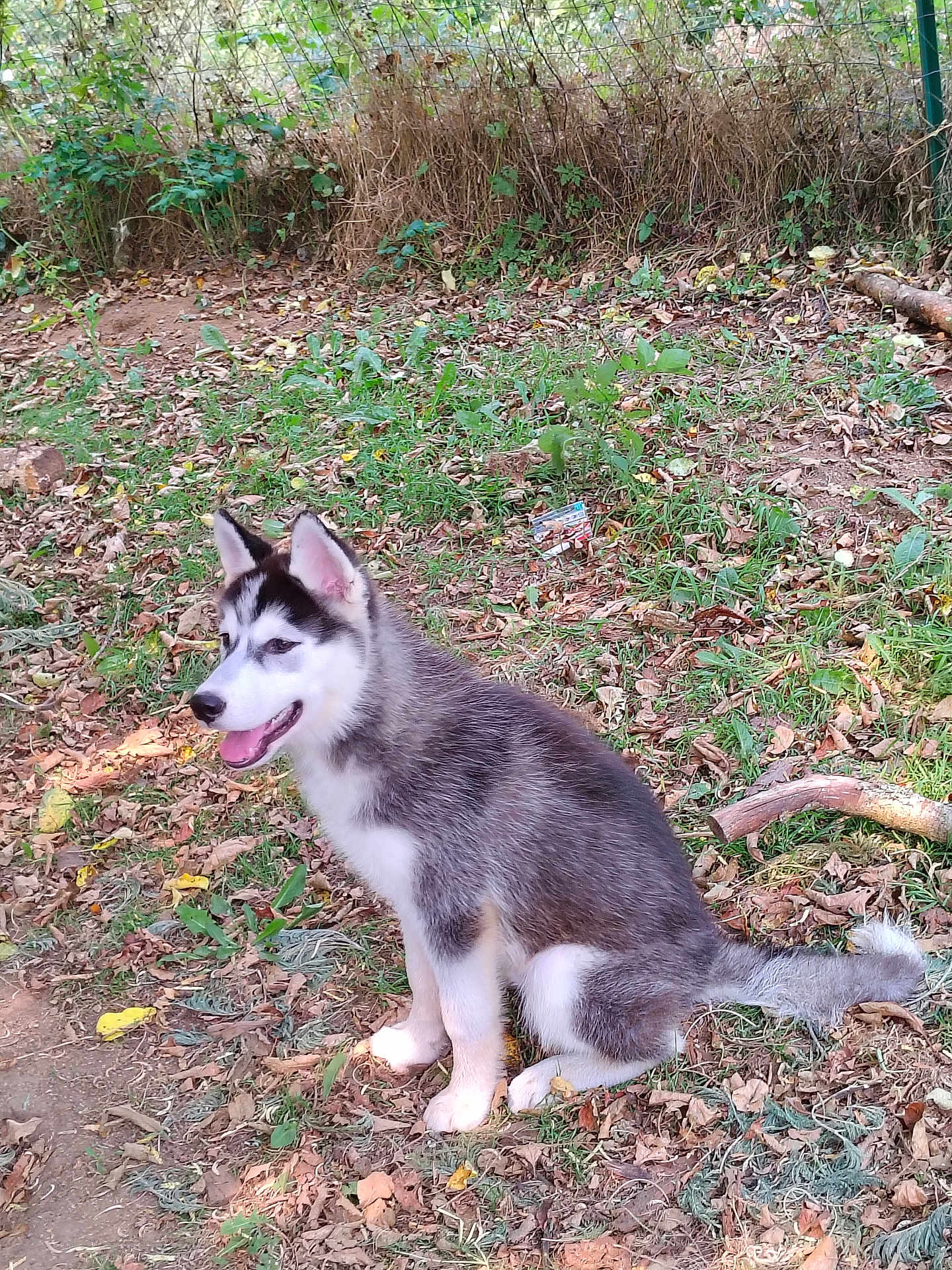 Jackson