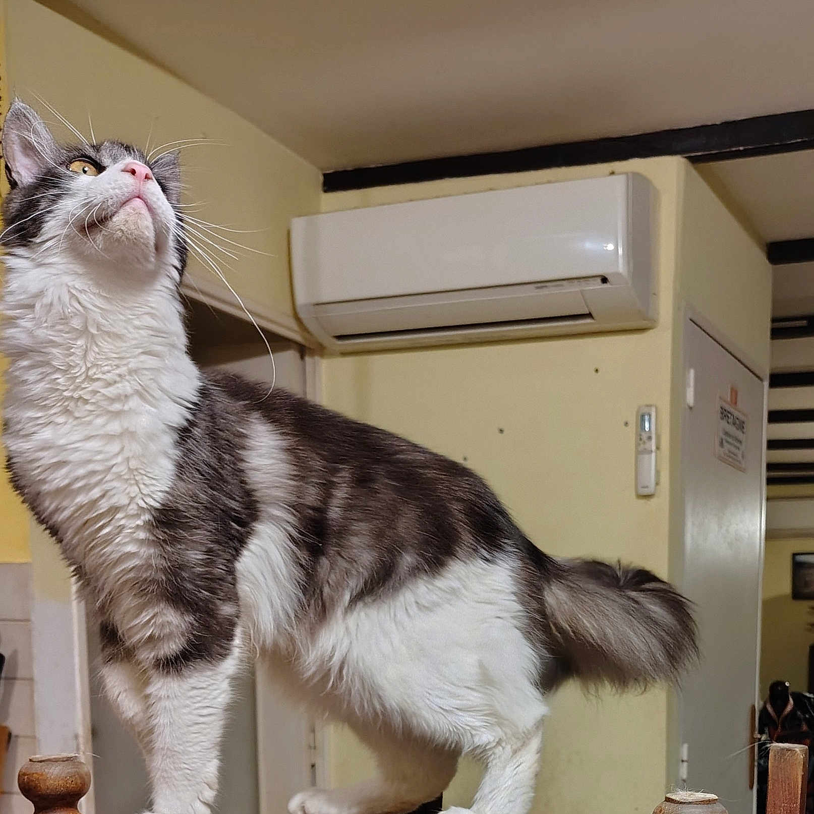 Zeus participe au concours pour gagner de l'argent avec cette photo : air_conditioner, animal, cat, close_up, curious, domestic, fluffy, fur, furniture, home, house, indoor, looking_up, mammal, pet, room, standing, tail, whiskers, wooden_railing