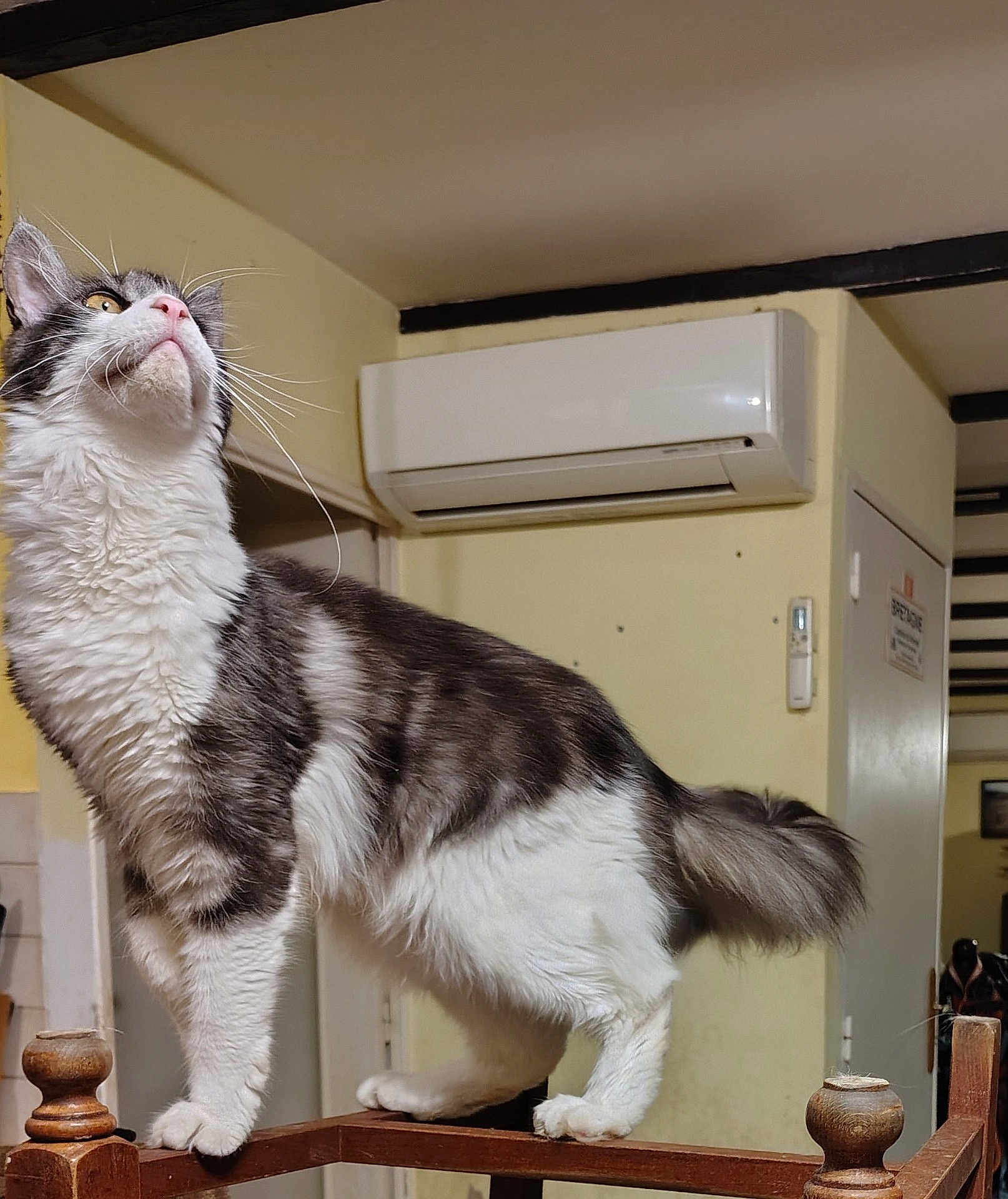 Zeus participe au concours pour gagner de l'argent avec cette photo : cat, indoor, wooden_railing, furniture, house, pet, curious, fluffy, animal, domestic, whiskers, tail, fur, looking_up, close_up, mammal, standing, home, room, air_conditioner