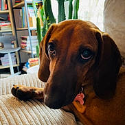 Anik a rejoint le concours — aidez-le/la à gagner de superbes lots ! dog, dachshund, pet, indoor, couch, furniture, cactus, bookshelf, books, brown_fur, closeup, portrait, relaxed, canine, domestic_animal, home, cozy, window, natural_light, paw