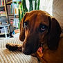dog, dachshund, pet, indoor, couch, furniture, cactus, bookshelf, books, brown_fur, closeup, portrait, relaxed, canine, domestic_animal, home, cozy, window, natural_light, paw