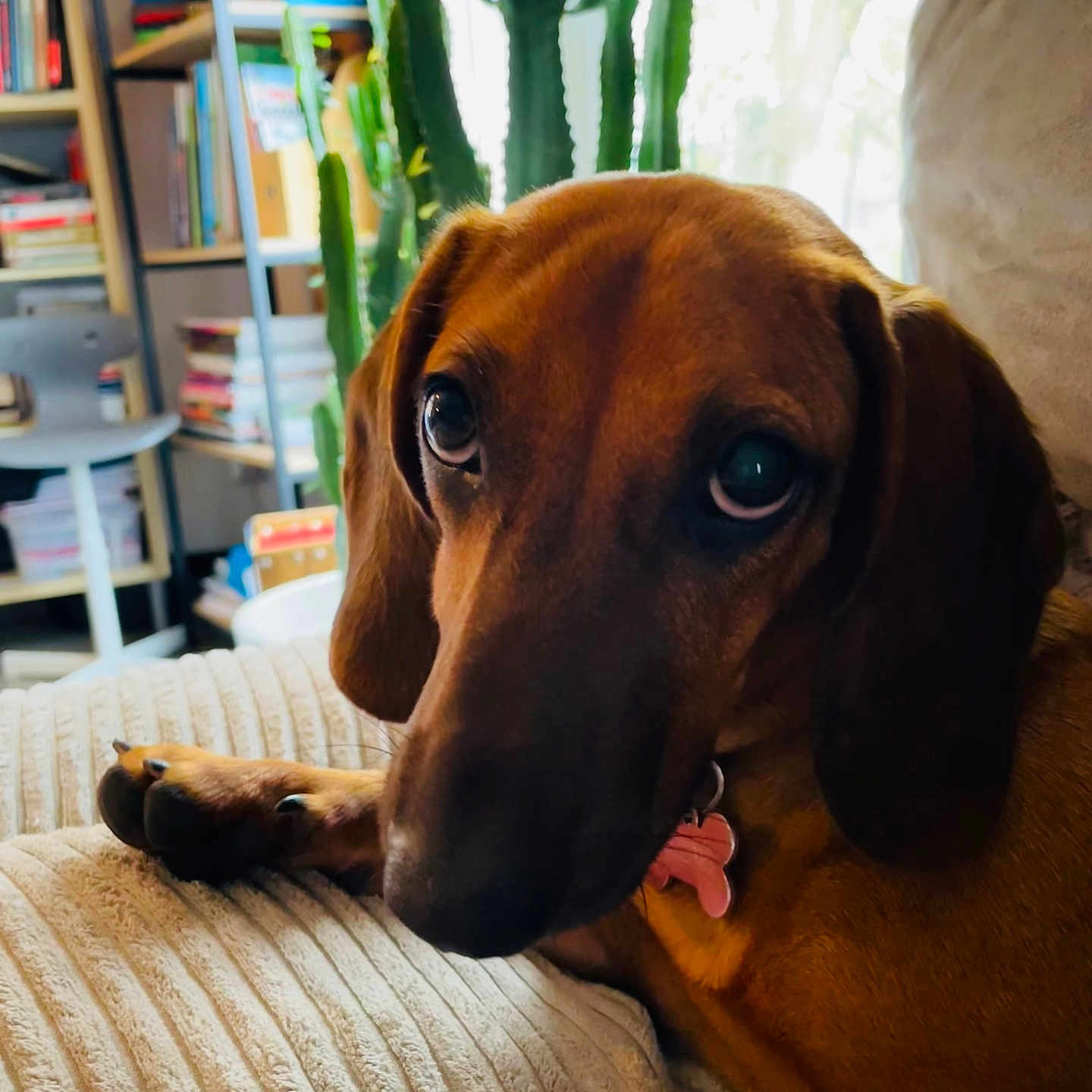 Anik a rejoint le concours — aidez-le/la à gagner de superbes lots ! books, bookshelf, brown_fur, cactus, canine, closeup, couch, cozy, dachshund, dog, domestic_animal, furniture, home, indoor, natural_light, paw, pet, portrait, relaxed, window