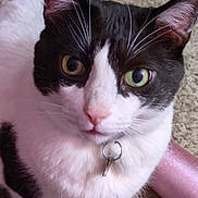 Dicaprio joined the competition — help win amazing prizes! animal, black_and_white, carpet, cat, closeup, collar, curious, cute, domestic_cat, ears, feline, floor, fur, heterochromia, indoor, looking_up, paws, pet, pink_object, whiskers