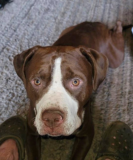 Bucky is registered to the contest to win money with this photo: canidae, carnivore, companion_dog, dog, dog_breed, fawn, fur, hunting_dog, liver, non_sporting_group, snout, sporting_group, whiskers, working_animal