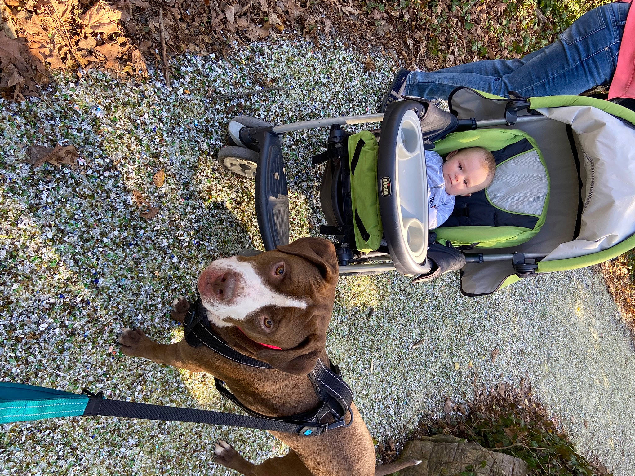 Bucky joined the competition — help win amazing prizes! bag, canidae, carnivore, collar, comfort, dog, dog_breed, dog_collar, fashion_accessory, fawn, fun, grass, leash, leisure, liver, luggage_and_bags, pet_supply, recreation, toddler, working_animal