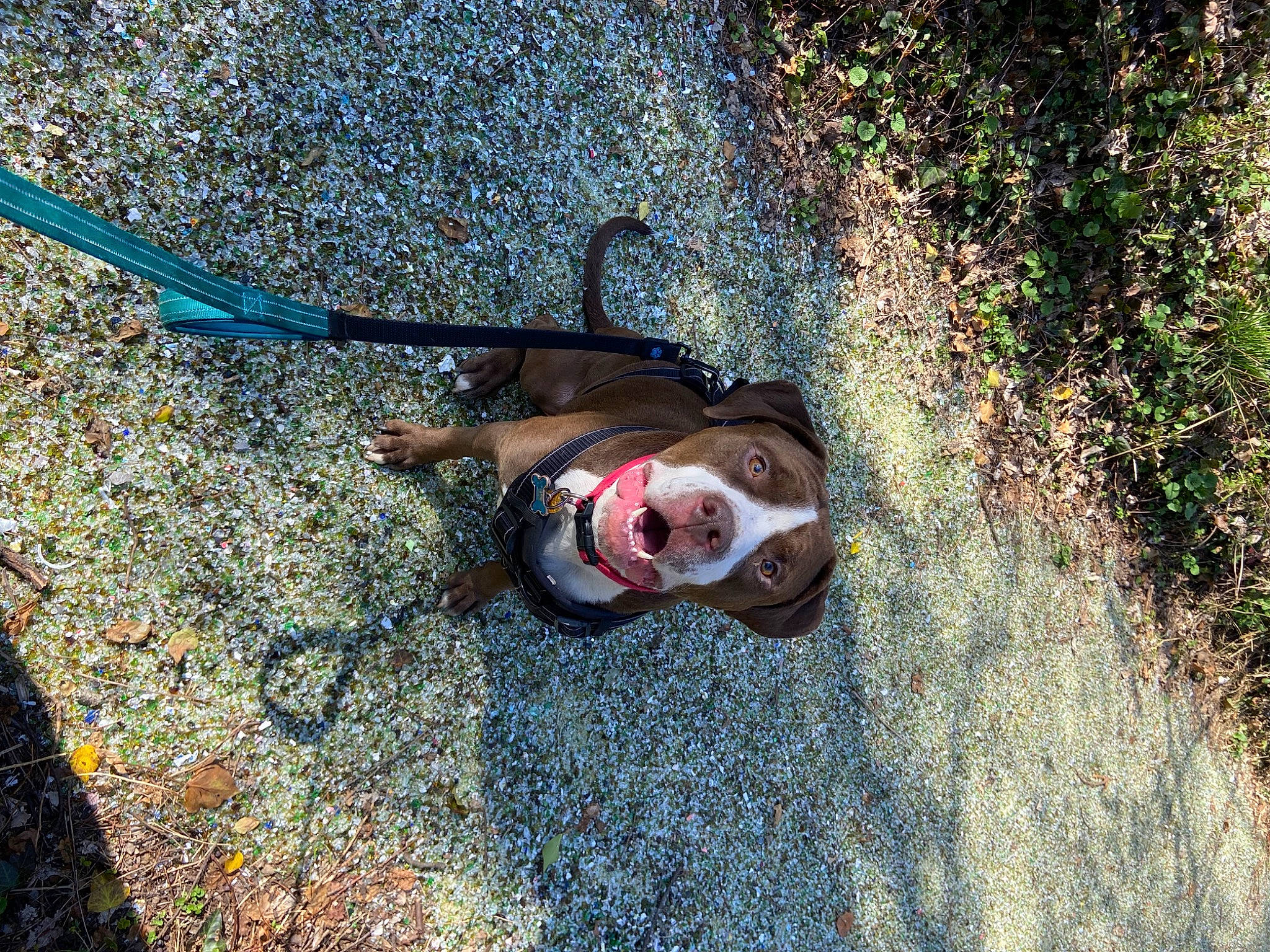 Bucky is registered to the contest to win money with this photo: adventure, asphalt, bicycle_handlebar, electric_blue, eyewear, grass, landscape, leisure, people_in_nature, plant, recreation, road_surface, shadow, sidewalk, smile, soil, sunglasses, tree, water, wood