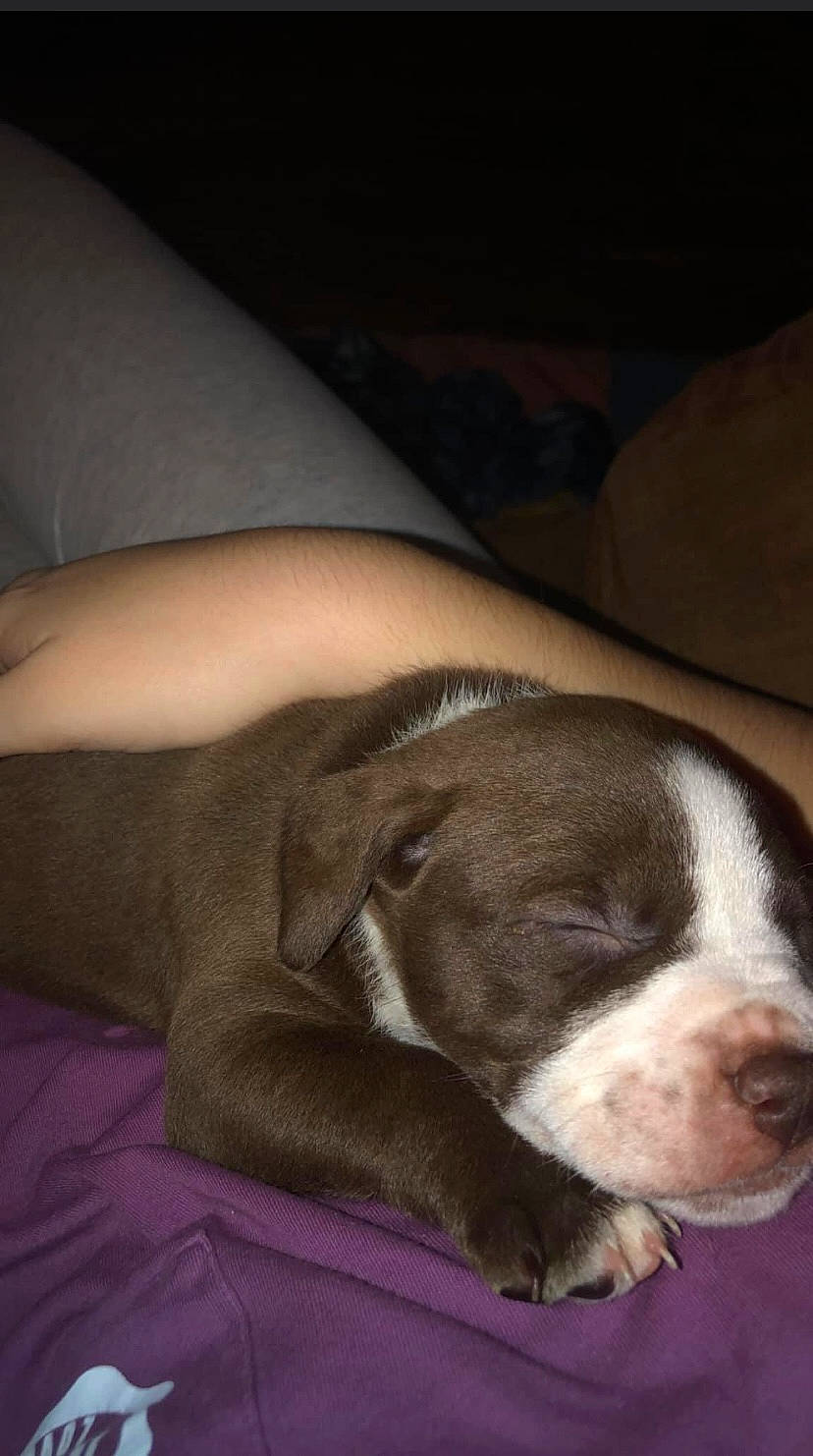 Bucky joined the competition — help win amazing prizes! canidae, carnivore, comfort, companion_dog, darkness, dog, dog_breed, fawn, fur, linens, liver, non_sporting_group, snout, sporting_group, terrestrial_animal, tints_and_shades, whiskers, working_animal