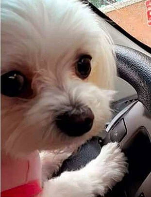 Katie joined the competition — help win amazing prizes! canidae, carnivore, companion_dog, dog, dog_breed, fire_extinguisher, fur, mal_shi, maltepoo, non_sporting_group, snout, sporting_group, toy_dog, working_animal