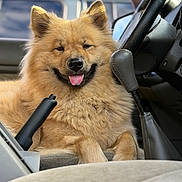 Winnie a rejoint le concours — aidez-le/la à gagner de superbes lots ! dog, fluffy, tan_fur, pointed_ears, tongue_out, smiling, happy, portrait, close_up, vehicle, car_interior, driver_seat, steering_wheel, gear_shift, handbrake, dashboard, automobile, pet, cute, indoor