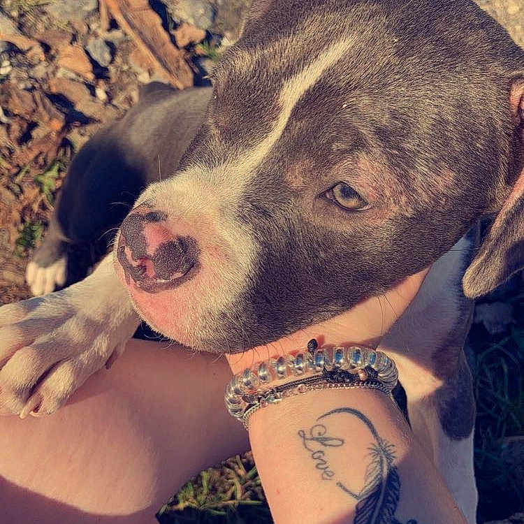 Skyla participe au concours pour gagner de l'argent avec cette photo : affectionate, animal, bracelet, canine, close_up, cute, dog, friendly, grass, hand, human_interaction, nature, outdoor, person, pet, puppy, rocks, sunlight, tattoo, young_dog