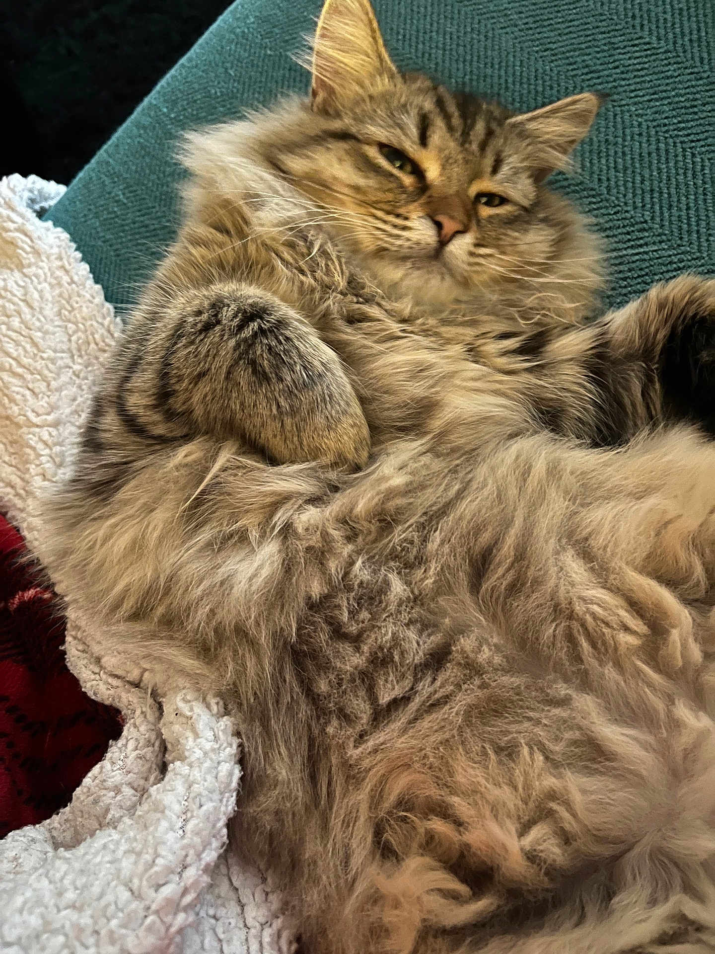 Princess Fluffikins is registered to the contest to win money with this photo: cat, tabby, fluffy, relaxed, pet, animal, feline, cushion, blanket, indoor, cozy, sleepy, closeup, fur, whiskers, paw, resting, cute, domestic, mammal