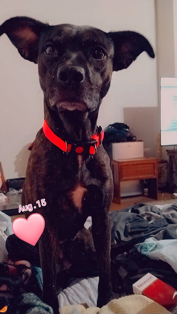 Harley is registered to the contest to win money with this photo: borador, carnivore, collar, comfort, companion_dog, dog, dog_breed, dog_collar, fawn, fur, guard_dog, liver, non_sporting_group, pet_supply, snout, sporting_group, television, whiskers, working_animal