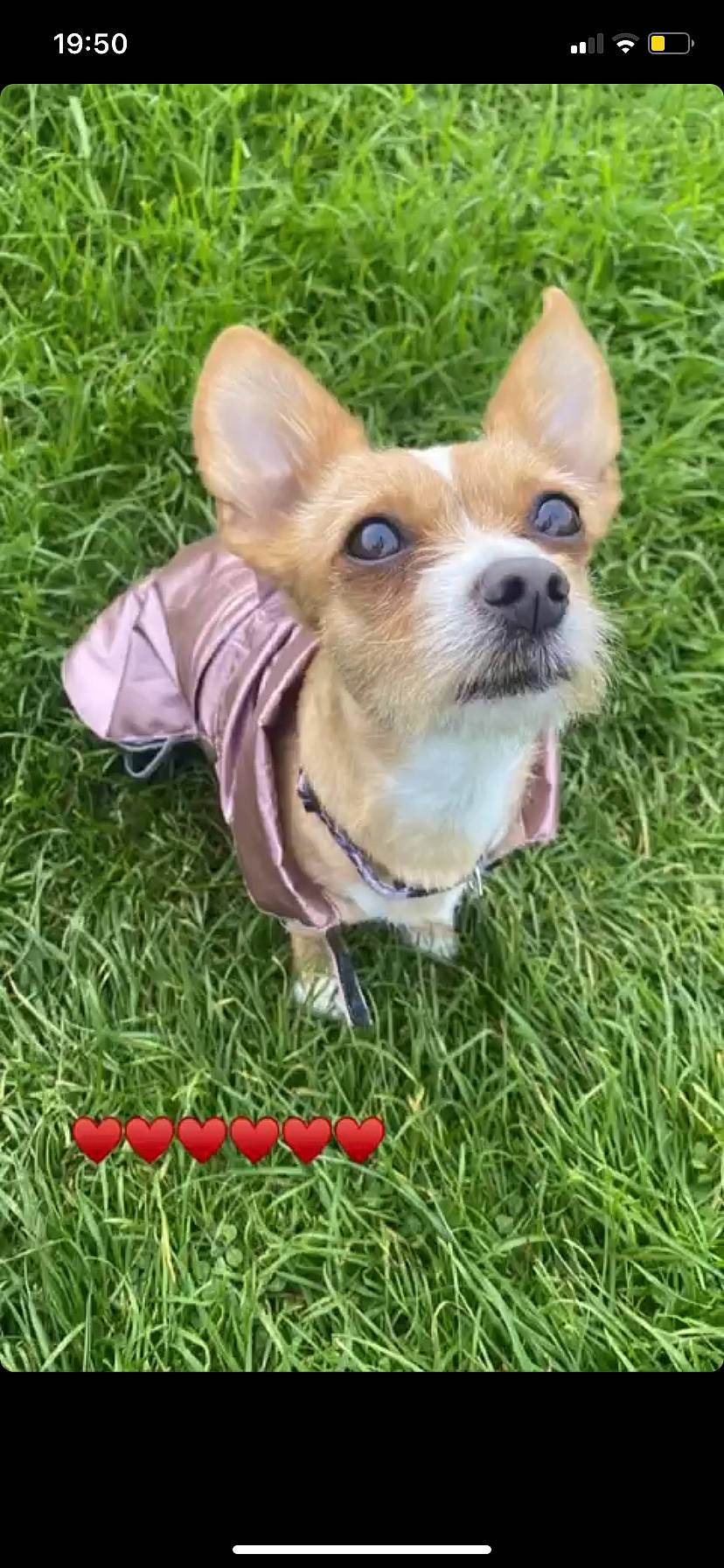 Louna participe au concours pour gagner de l'argent avec cette photo : aircraft, ancient_dog_breeds, canidae, carnivore, chihuahua, collar, companion_dog, dog, dog_breed, dog_clothes, dog_supply, fawn, grass, plant, snout, sporting_group, toy, toy_dog, whiskers, working_animal