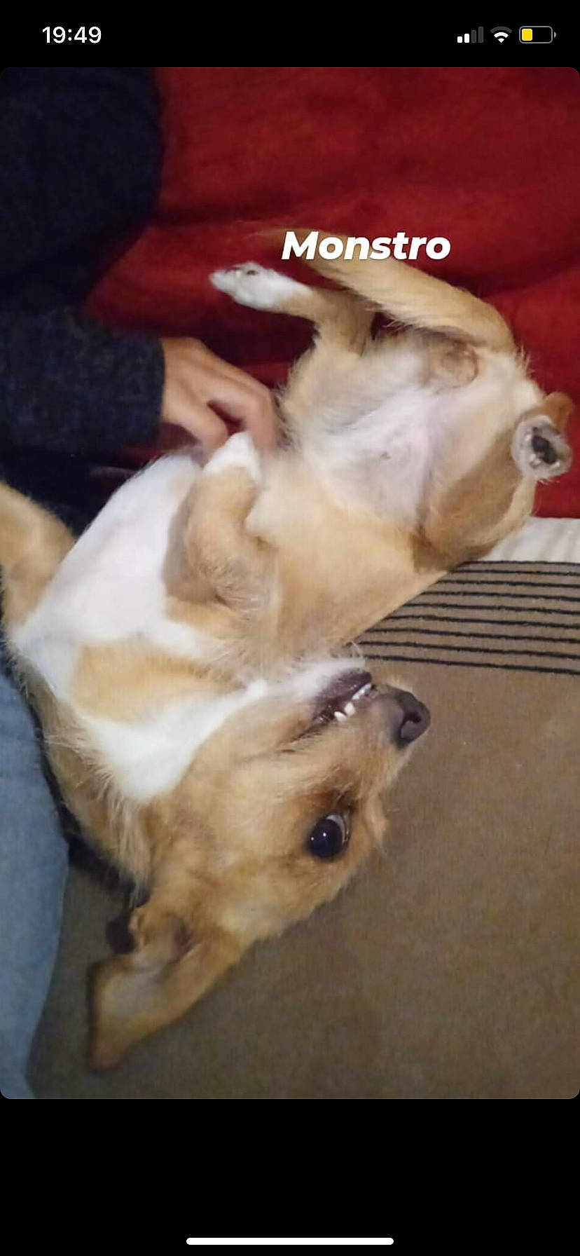 Louna a rejoint le concours — aidez-le/la à gagner de superbes lots ! canidae, carnivore, collar, companion_dog, dog, dog_breed, dog_collar, dog_supply, ear, fawn, fur, paw, puppy, puppy_love, snout, sporting_group, toy_dog, whiskers, working_animal, wrinkle