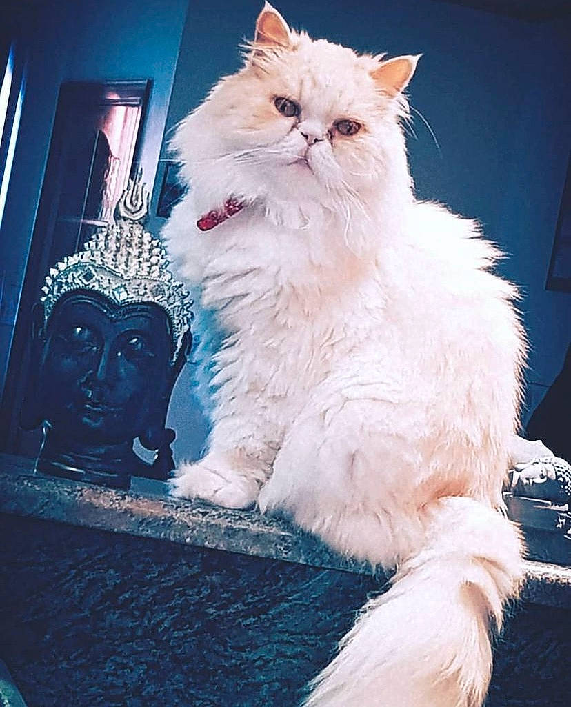 Filou participe au concours pour gagner de l'argent avec cette photo : blue, british_longhair, carnivore, cat, electric_blue, event, felidae, fur, picture_frame, sitting, small_to_medium_sized_cats, tail, tints_and_shades, visual_arts, whiskers, window