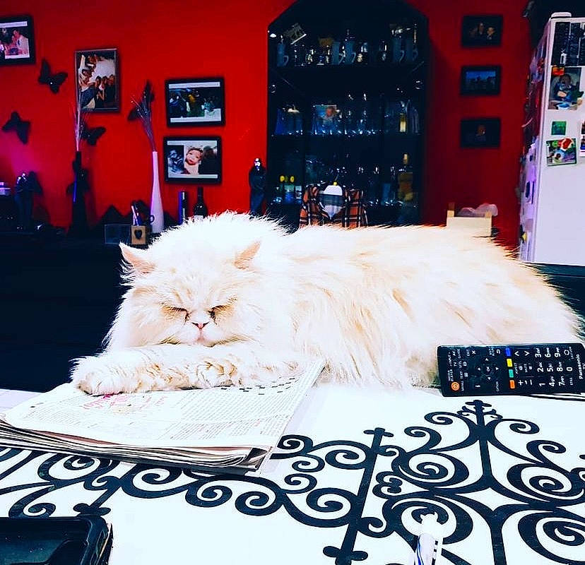 Filou participe au concours pour gagner de l'argent avec cette photo : bed, bed_sheet, bedding, carnivore, cat, comfort, felidae, font, fur, linens, pattern, photograph, picture_frame, rectangle, room, sitting, small_to_medium_sized_cats, snapshot, textile, whiskers