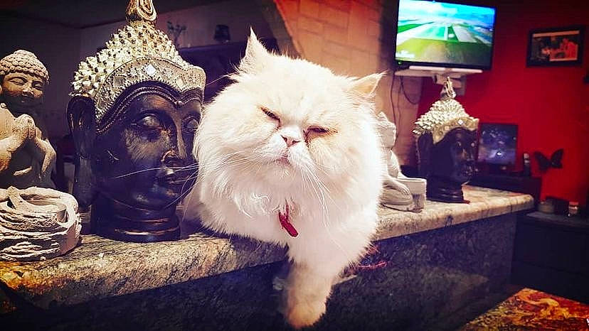 Filou participe au concours pour gagner de l'argent avec cette photo : cable_television, carnivore, cat, claw, darkness, display_device, felidae, fur, led_backlit_lcd_display, night, paw, petal, picture_frame, plant, sitting, sky, small_to_medium_sized_cats, television, television_set, whiskers