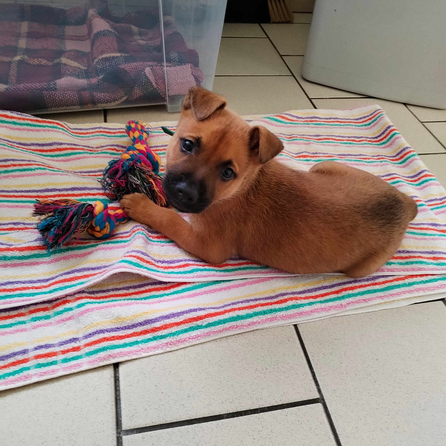 Ruben a rejoint le concours — aidez-le/la à gagner de superbes lots ! accessories, animal, blanket, boxer, bulldog, canine, dog, hardwood, homedecor, hound, indoors, interiordesign, linen, pet, puppy, quilt, rug, strap, towel, wood