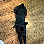 dog, black_dog, stretching, wood_floor, indoor, pet, canine, curious, flooring, home, animal, looking_up, ears, legs, paws, fur, domestic, companion, relaxed, laying_down