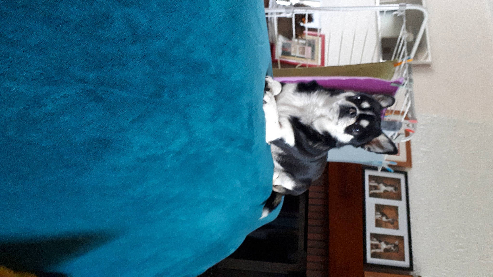 Shanel participe au concours pour gagner de l'argent avec cette photo : art, canidae, carnivore, companion_dog, dog, dress, electric_blue, felidae, fur, guard_dog, house, linens, machine, magenta, room, sculpture, shelf, sporting_group, statue, working_animal