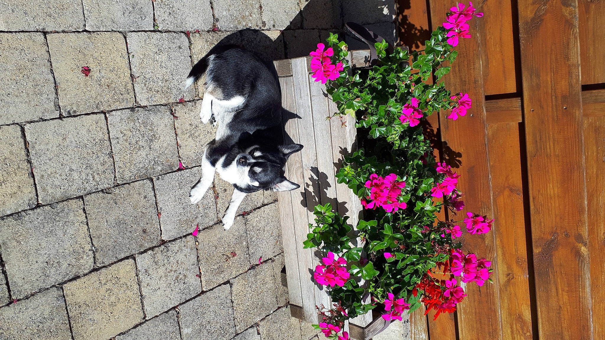Shanel participe au concours pour gagner de l'argent avec cette photo : carnivore, cat, companion_dog, dog_breed, felidae, flower, flowerpot, grass, houseplant, magenta, petal, pink, plant, road_surface, sidewalk, small_to_medium_sized_cats, tail, tree, wall, wood