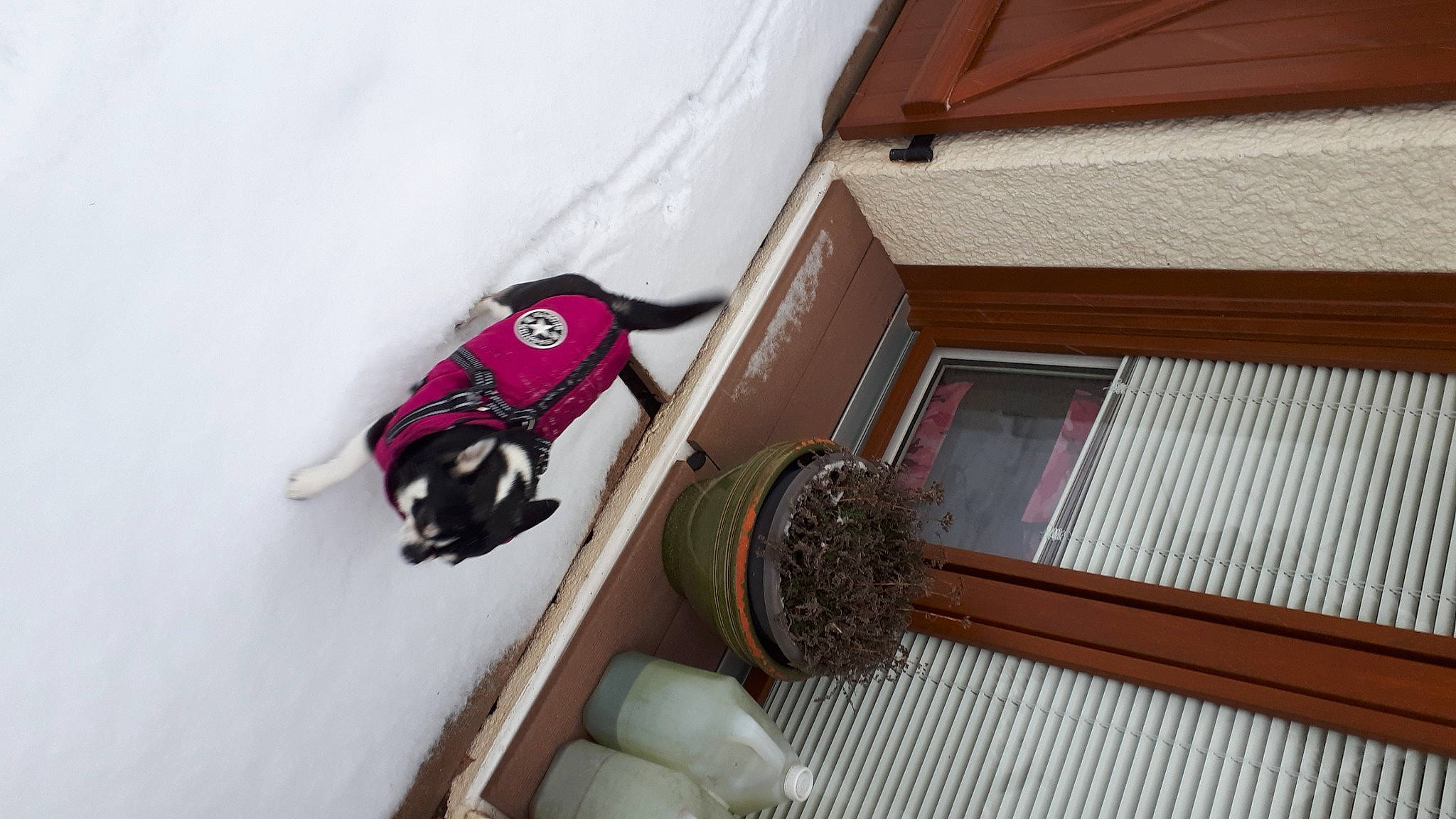 Shanel participe au concours pour gagner de l'argent avec cette photo : bag, carmine, carnivore, comfort, companion_dog, dog, dog_breed, floor, flooring, hardwood, house, magenta, pattern, plywood, room, sporting_group, wood, wood_stain