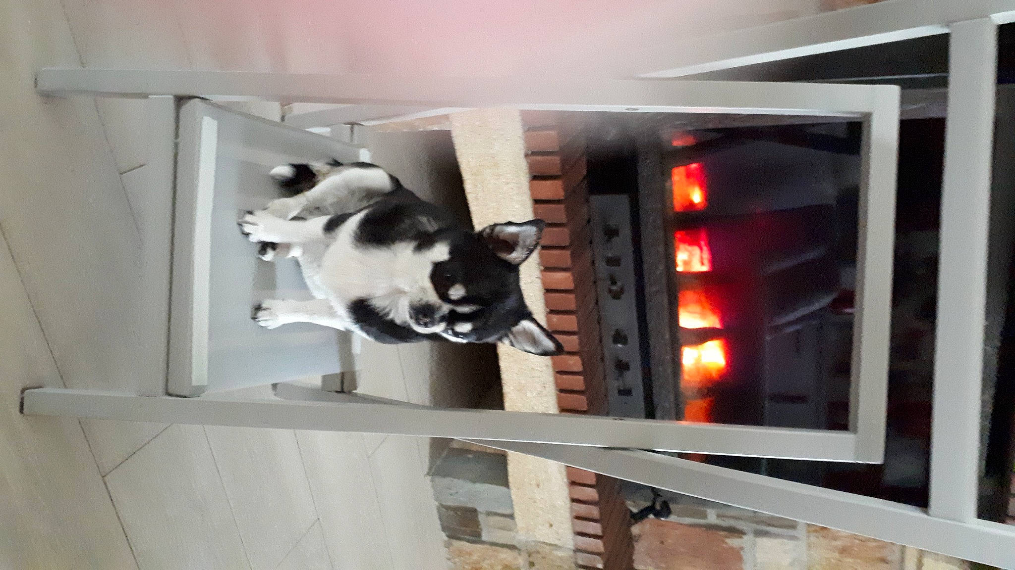 Shanel participe au concours pour gagner de l'argent avec cette photo : building, canidae, carnivore, cat, door, felidae, fur, gas, heat, house, machine, major_appliance, room, small_to_medium_sized_cats, sporting_group, stairs, tail, whiskers, window, wood