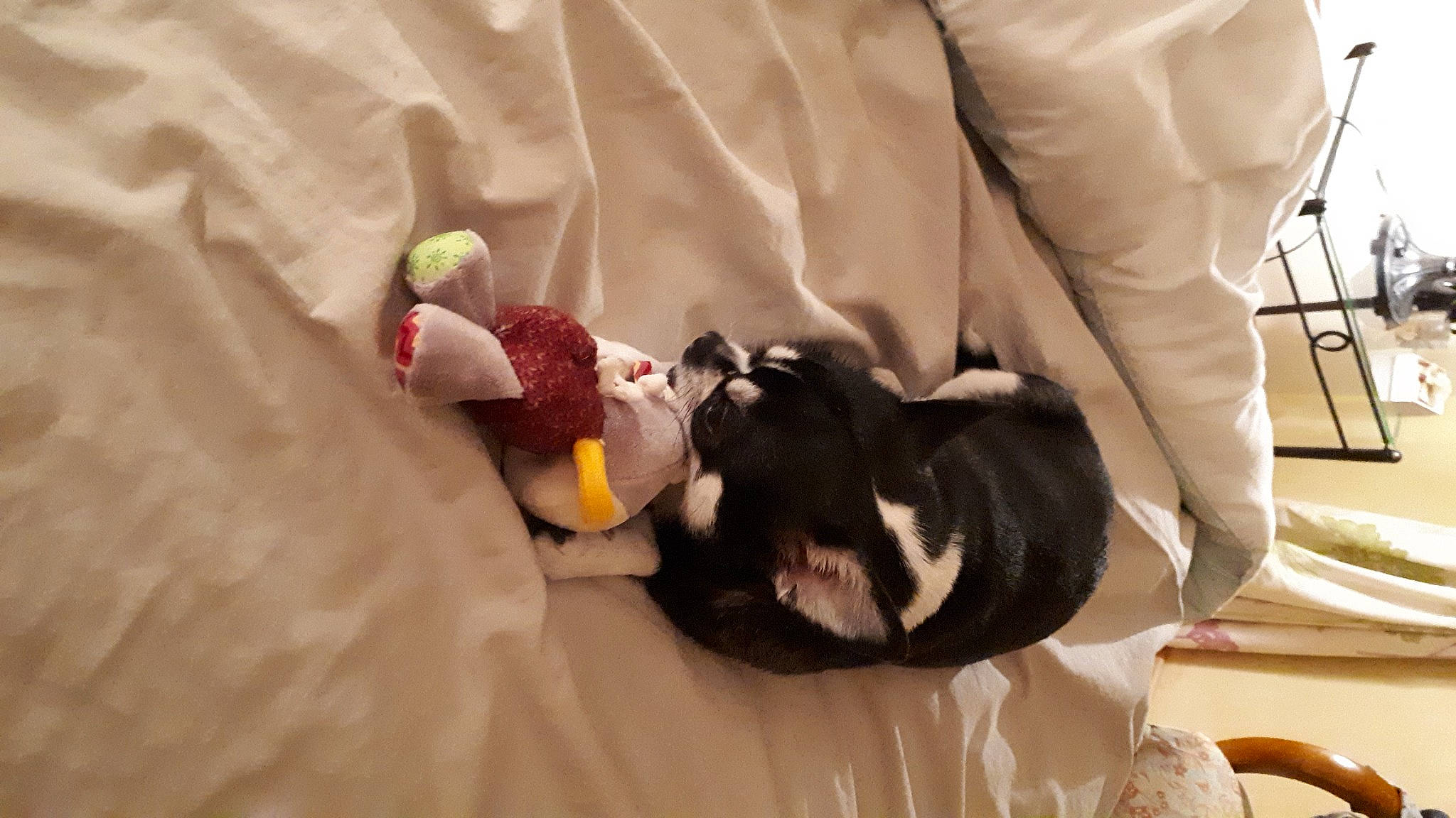 Shanel a rejoint le concours — aidez-le/la à gagner de superbes lots ! canidae, carnivore, child, comfort, companion_dog, couch, dog_breed, felidae, flooring, fur, linens, nap, non_sporting_group, room, small_to_medium_sized_cats, sporting_group, tail, whiskers