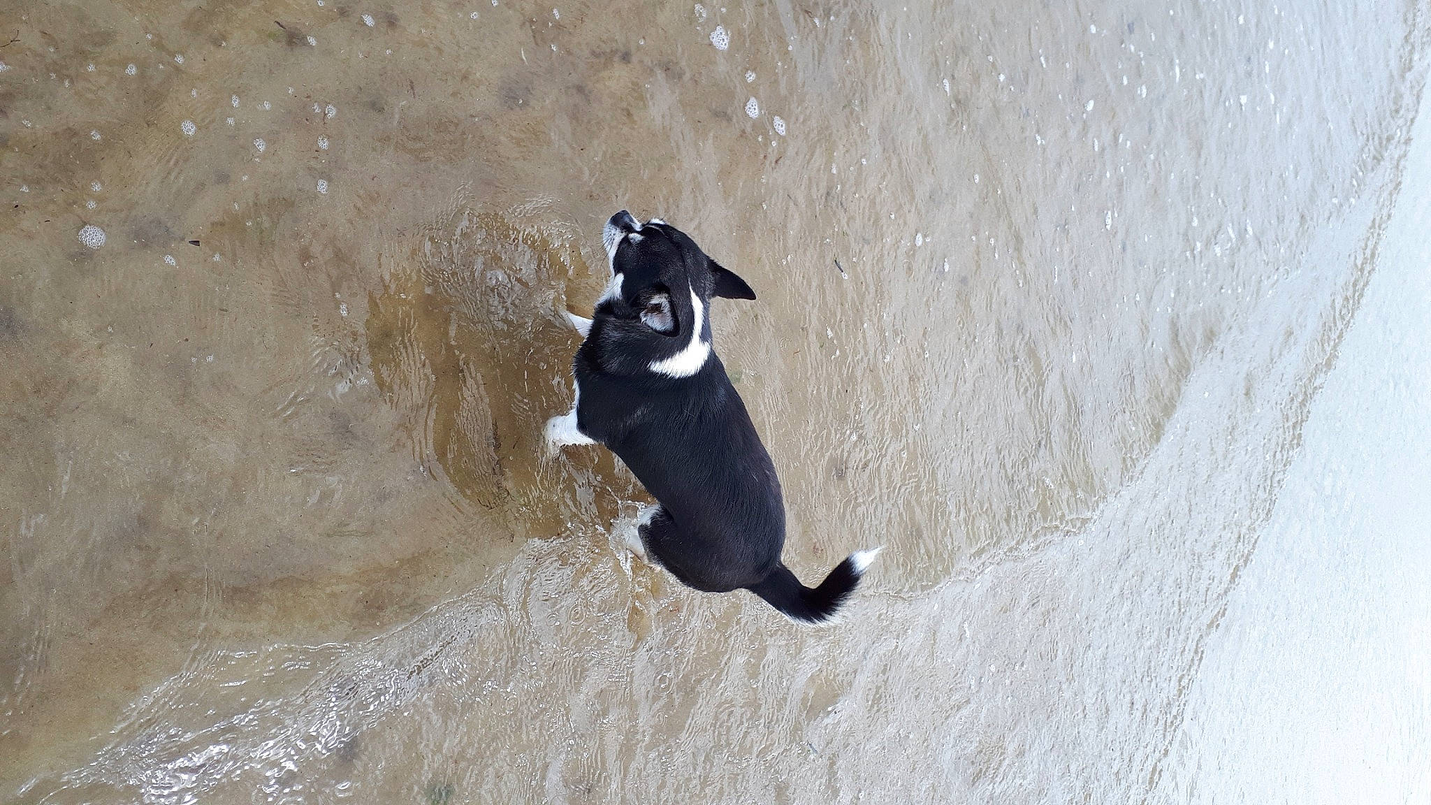 Shanel participe au concours pour gagner de l'argent avec cette photo : art, beach, beak, carnivore, dog, dog_breed, flightless_bird, landscape, penguin, recreation, sand, seabird, shadow, singing_sand, tail, toy, water, wave, wind_wave, working_animal