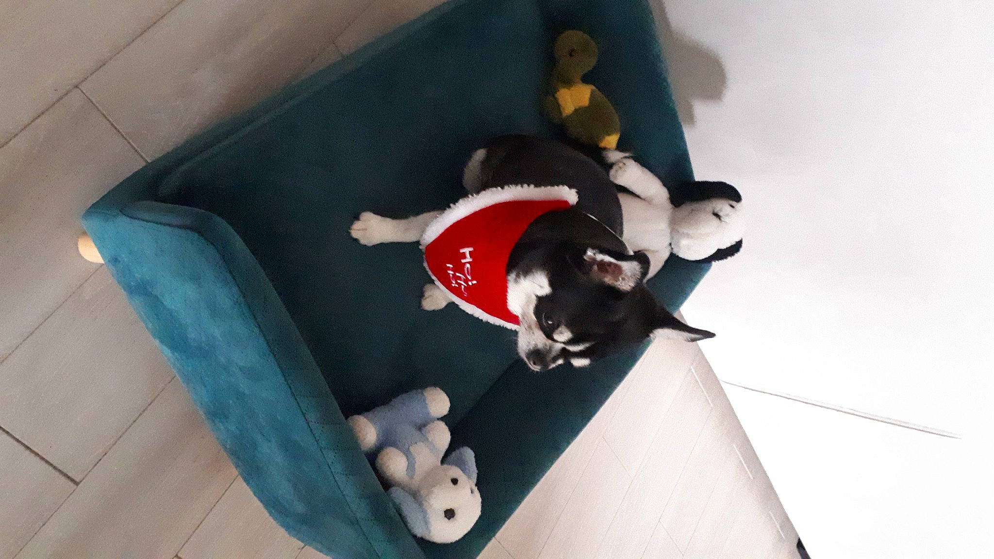 Shanel participe au concours pour gagner de l'argent avec cette photo : animation, baby_toys, canidae, carmine, carnivore, comfort, companion_dog, dog, flooring, fun, mammal, recreation, room, smile, stuffed_toy, toy
