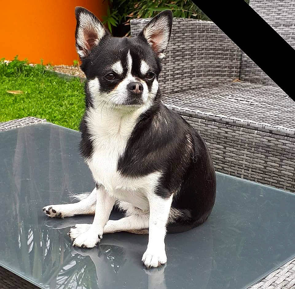 Shanel participe au concours pour gagner de l'argent avec cette photo : canidae, carnivore, collar, companion_dog, dog, dog_breed, dog_collar, dog_supply, fawn, fur, grass, non_sporting_group, snout, sporting_group, tail, terrestrial_animal, toy_dog, whiskers, working_animal, working_dog