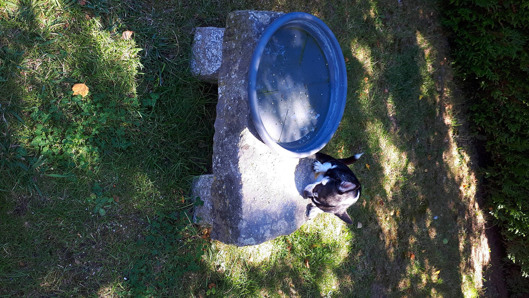 Shanel a rejoint le concours — aidez-le/la à gagner de superbes lots ! auto_part, automotive_exterior, automotive_lighting, automotive_tire, automotive_wheel_system, bumper, circle, dog, electric_blue, grass, headlamp, landscape, plant, reflection, rim, shadow, soil, tints_and_shades, tree, vehicle_door