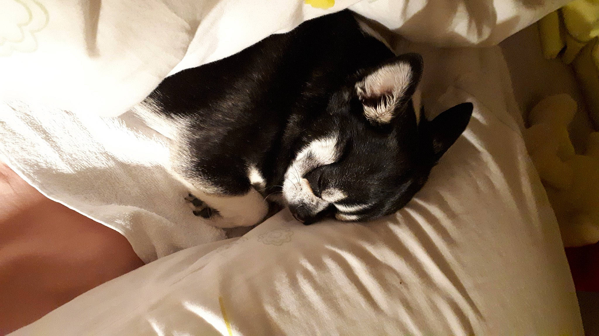 Shanel participe au concours pour gagner de l'argent avec cette photo : bored, boston_terrier, canidae, carnivore, comfort, companion_dog, dog, dog_breed, felidae, fur, linens, nap, non_sporting_group, sporting_group, whiskers