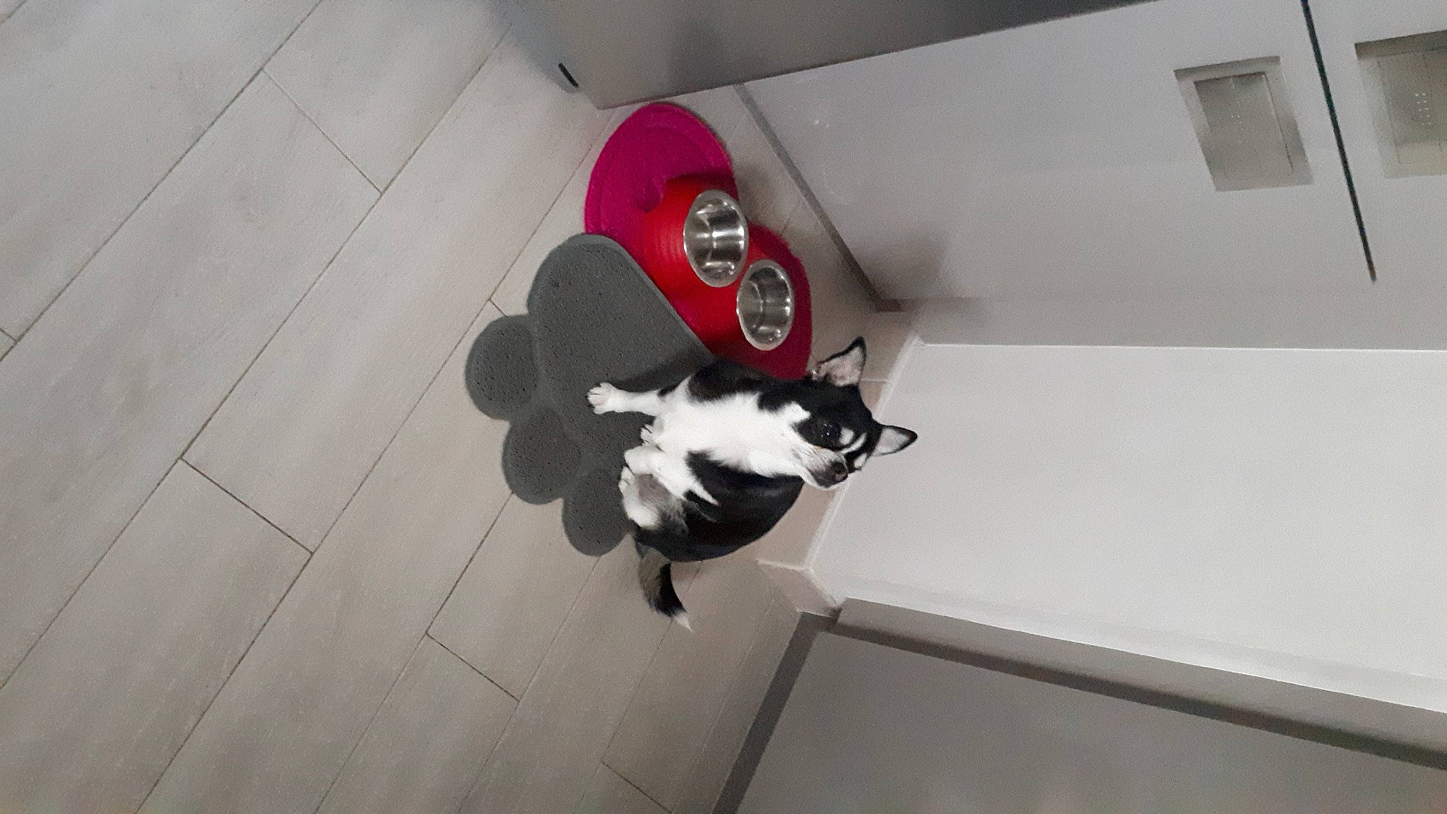 Shanel a rejoint le concours — aidez-le/la à gagner de superbes lots ! canidae, carmine, cat, ceiling, companion_dog, felidae, floor, flooring, fur, hardwood, paw, room, shadow, small_to_medium_sized_cats, tail, whiskers, wood