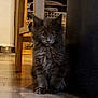 kitten, cat, gray_fur, fluffy, indoor, floor, tile_floor, wooden_chair, furniture, pet, animal, cute, small, young, domestic_cat, curious, sitting, eyes, whiskers, portrait
