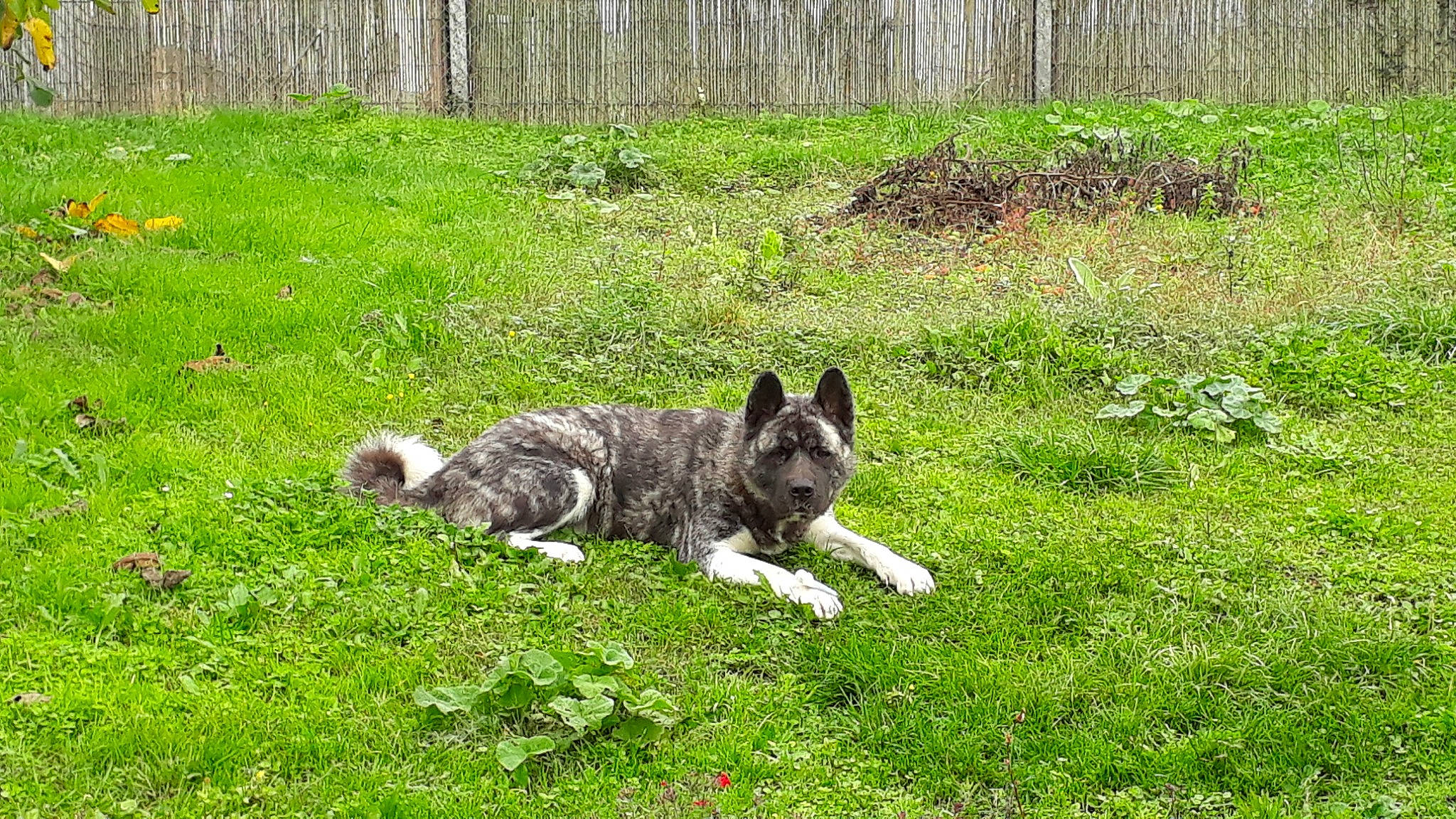 Kalena a rejoint le concours — aidez-le/la à gagner de superbes lots ! akita, akita_inu, canidae, carnivore, dog, dog_breed, grass, laika, mammal, plant, vertebrate, west_siberian_laika